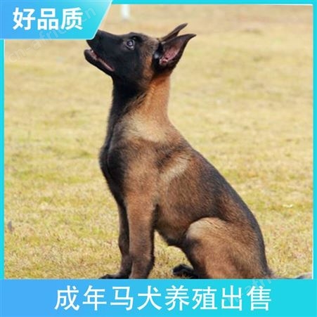 成年马犬养殖出售 品种马里努阿犬 颜色黄色 体长57cm