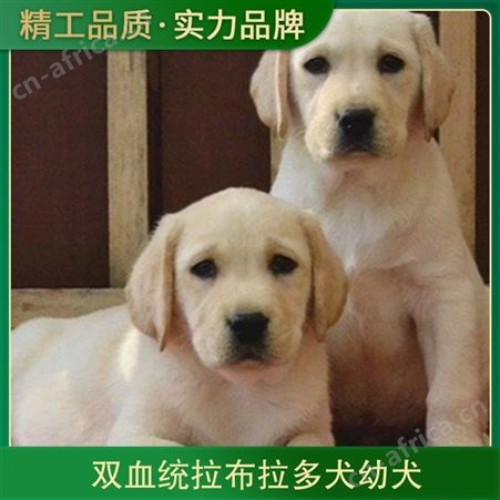 双血统拉布拉多犬幼犬 颜色黄 白 黑 毛长短毛 血统双血统