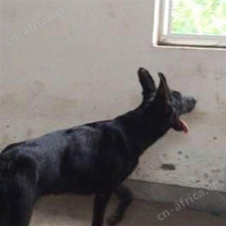 养殖成年黑狼犬 宠物犬幼崽 已做免疫驱虫 采食性广 耐粗饲