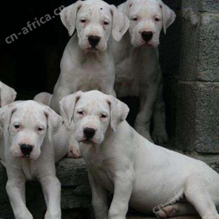 杂交繁育杜高犬 散养小型宠物幼崽 生长速度快 好养易活