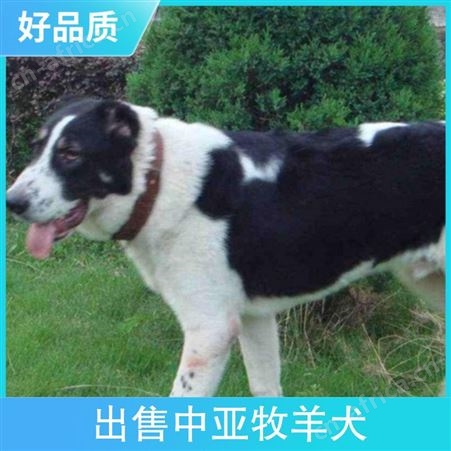 出售中亚牧羊犬出售 颜色白色 服务提供技术指导