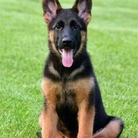 脱温散养德国牧羊犬 大型工作犬 看家护院 提供技术指导