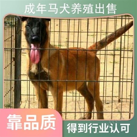 成年马犬养殖出售 品种马里努阿犬 颜色黄色 体长57cm