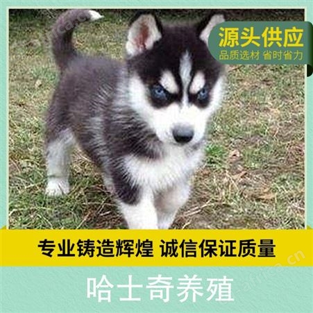 哈士奇养殖基地 公母均有 品种哈士奇犬 体重30kg