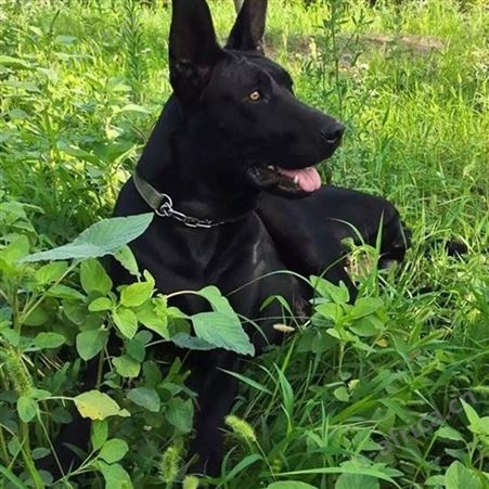 大骨架八个月黑狼犬 大型双血统护卫犬 采食性广 耐粗饲