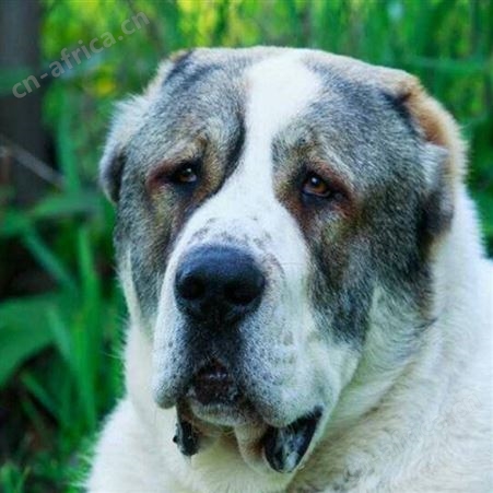 大体型成年宠物中亚牧羊犬 看家护院犬 体格健壮 饲养简单
