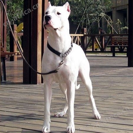家养宠物伴侣犬 双血统阿根廷杜高犬 提供技术指导