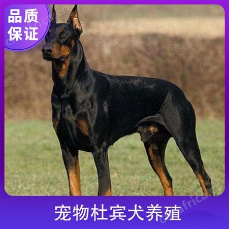 宠物杜宾犬养殖 体高96cm 体长75cm 品种杜宾犬 颜色黑色 棕色