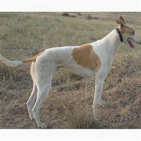 成年格力犬 自养自销 可看家护院 犬 品种优良 适应性广