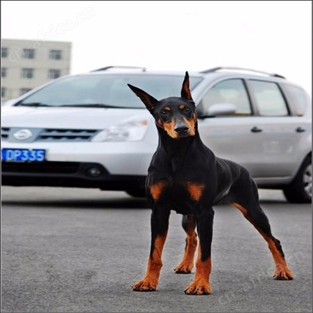 长期供应大体型成年杜宾犬 采食性广 耐粗饲 好养易活 体型匀称