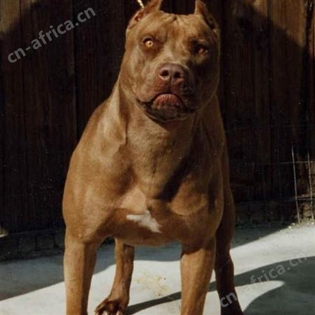 卡斯罗犬 护卫犬 工作犬 威武霸气好养活可视频挑选