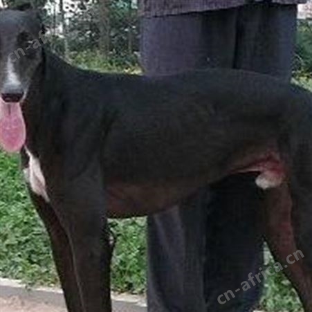 长期供应幼崽格力犬 格力猎犬养殖 已做免疫驱虫