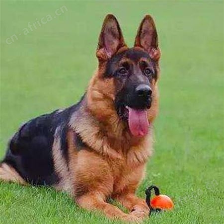 自然散养德国牧羊犬 双血统萌犬幼崽 抗病能力强 饲养简单