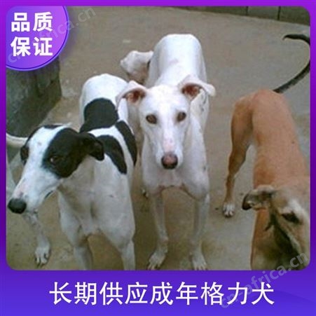 长期供应成年格力犬 肩高60cm 体长100cm 公母均有