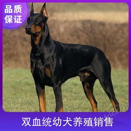 双血统幼犬养殖销售 公母均有 胸围58cm 体长65cm