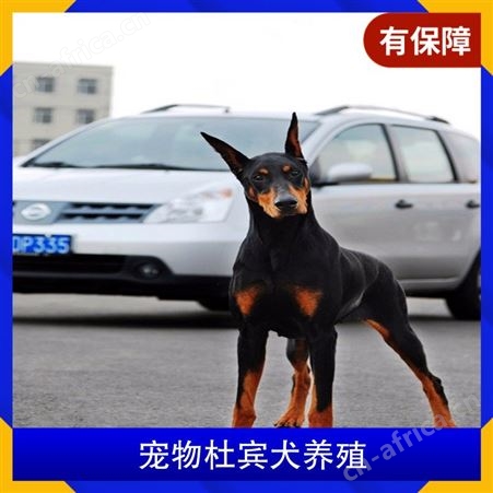 宠物杜宾犬养殖 体高96cm 体长75cm 品种杜宾犬 颜色黑色 棕色
