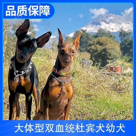 大体型双血统杜宾犬幼犬 品种杜宾犬 公母均有 体重10kg