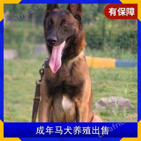 成年马犬养殖出售 品种马犬 体型中型 体重35 发货方式宠物托运