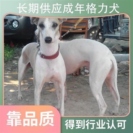 长期供应成年格力犬 肩高60cm 体长100cm 公母均有