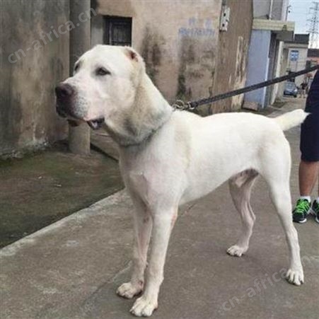散养大型中亚牧羊犬 成年宠物犬 生长速度快 已做免疫驱虫