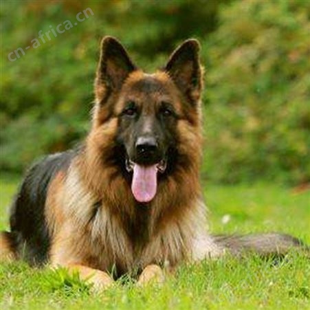 自然散养德国牧羊犬 双血统萌犬幼崽 抗病能力强 饲养简单