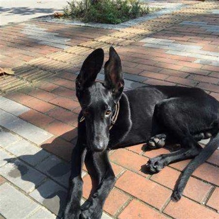 纯正黑狼幼犬 大型黑狼犬繁育基地 品种优良 生态饲养