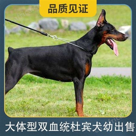 大体型双血统杜宾犬幼出售 年龄2-5个月 免疫驱虫已做完