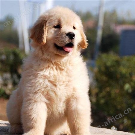 农家养殖大骨骼金毛犬 成年大型宠物犬 体格健壮 抗病能力强