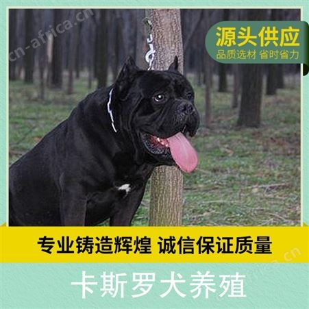 卡斯罗犬养殖 公母均有 品种卡斯罗 体长70-73cm
