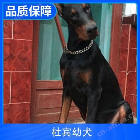 杜宾幼犬多钱 颜色咖啡色 黑 发货方式空运 陆运