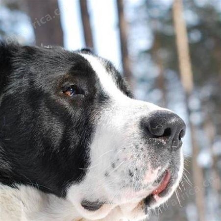 中亚牧羊犬养殖 双血统 大骨架犬 采食性广 耐粗饲
