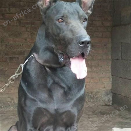 自然散养家庭护卫黑狼犬幼崽 好养活 目光有神 品种优良