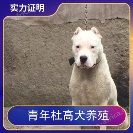 青年杜高犬养殖 公母均有 体重22kg 胸围18cm 免疫驱虫已做完