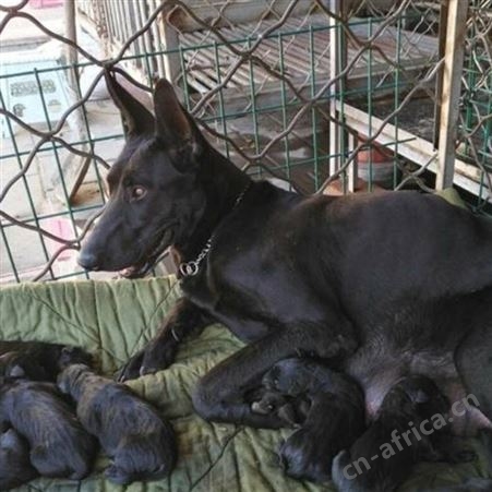 自然散养家庭护卫黑狼犬幼崽 好养活 目光有神 品种优良