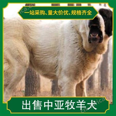 出售中亚牧羊犬出售 颜色白色 服务提供技术指导