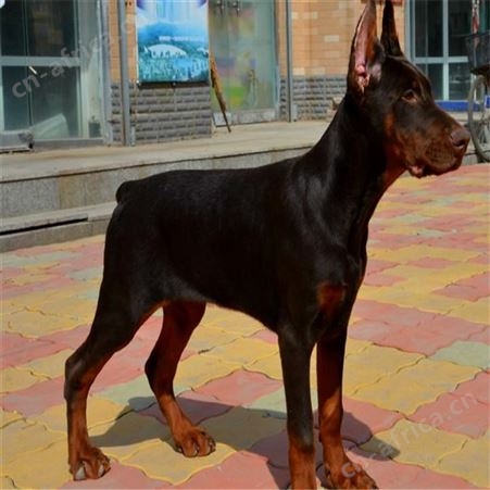 长期供应大体型成年杜宾犬 采食性广 耐粗饲 好养易活 体型匀称