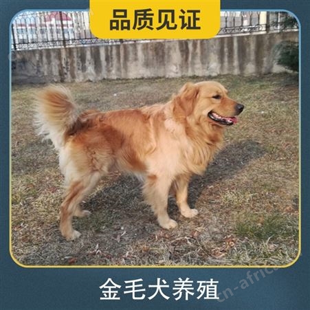 金毛犬养殖基地 体高89cm 肩高40cm 服务提供技术指导