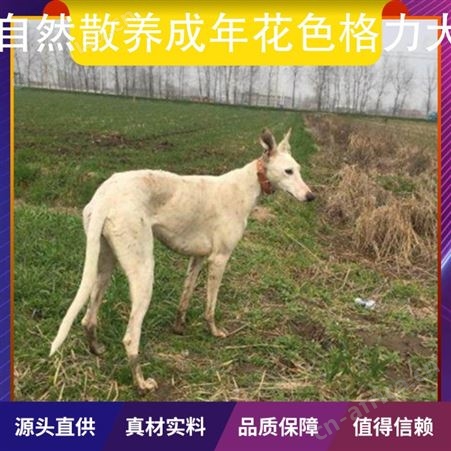 自然散养成年花色格力犬 公母均有 体长112cm 胸围52cm