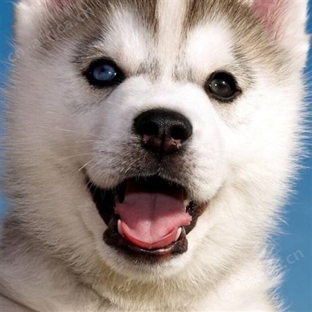 农家养殖杂交双血统哈士奇犬 宠物工作犬 生长速度快 体格健壮