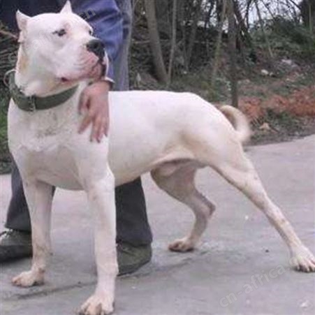 杂交繁育杜高犬 散养小型宠物幼崽 生长速度快 好养易活