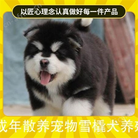 成年散养宠物雪橇犬养殖 养殖方式散养 服务提供养殖技术指导