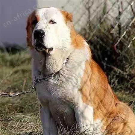 中亚牧羊犬 明茂专业养殖基地 双血统 纯种狗培育 出售幼崽