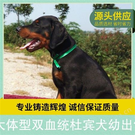 大体型双血统杜宾犬幼出售 年龄2-5个月 免疫驱虫已做完