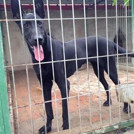 长期供应杂交繁育黑狼犬 繁殖能力强 性情温顺 科学饲养