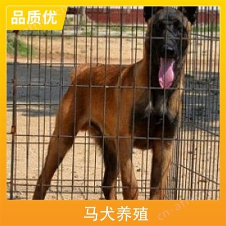 马犬养殖场 品种马犬 