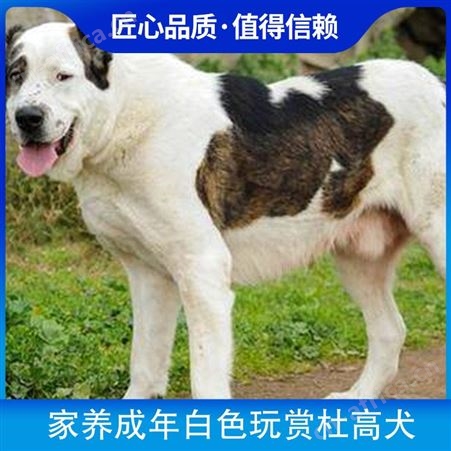家养成年白色玩赏杜高犬 产品杜高犬 体重20kg 动物种类犬类