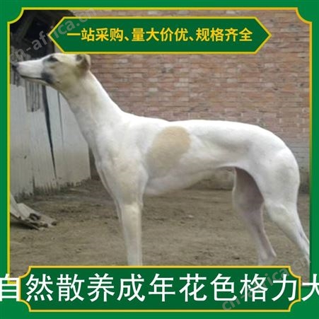 自然散养成年花色格力犬 公母均有 体长112cm 胸围52cm