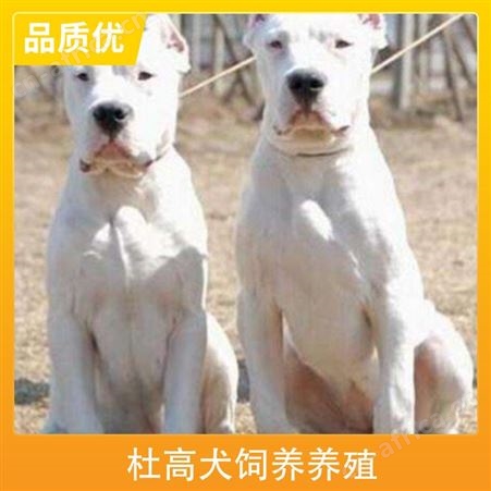 杜高犬饲养养殖 公母均有 免疫驱虫已做完 毛色白色