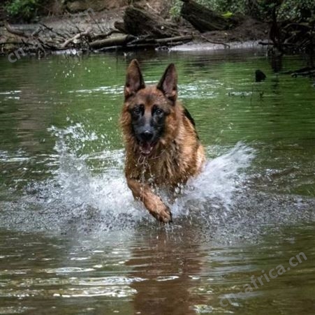 德国牧羊幼犬 大体型德牧犬养殖 体格健壮 已做防疫驱虫 明茂