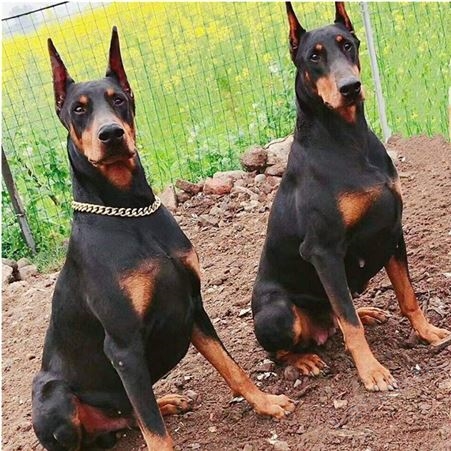 常年出售纯种杜宾犬 成年及幼崽 已做免疫驱虫 提供技术指导